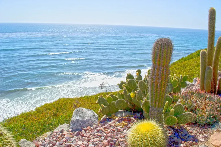 vacation rentals encinitas ca vacation beach rentals encinitas ca vacation rentals in encinitas ca encinitas ca vacation rentals 40encinitas vacation rental encinitas cavacation beach rentals encinitas california encinitas vacation rentals encinitas beach rentals encinitas vacation homes encinitas vacation home rentals
